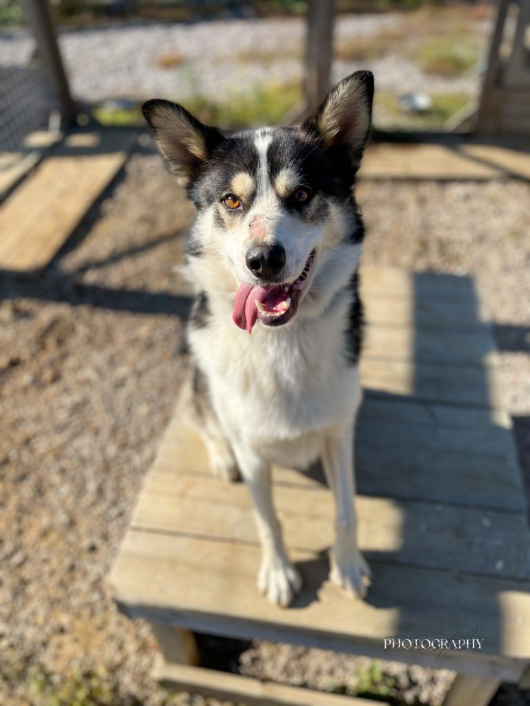 Akela, a sled dog at the Snøsnute kennel