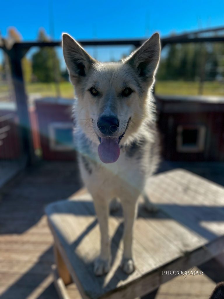 Decker, a sled dog at the Snøsnute kennel
