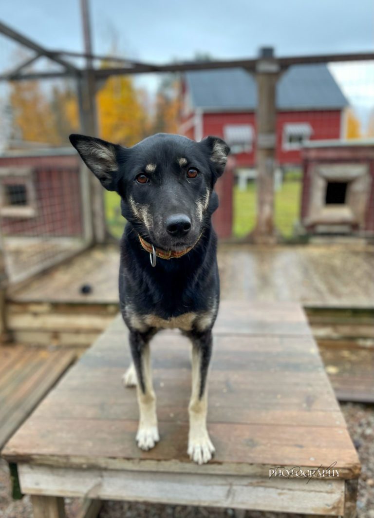 Flitig, a sled dog at the Snøsnute kennel