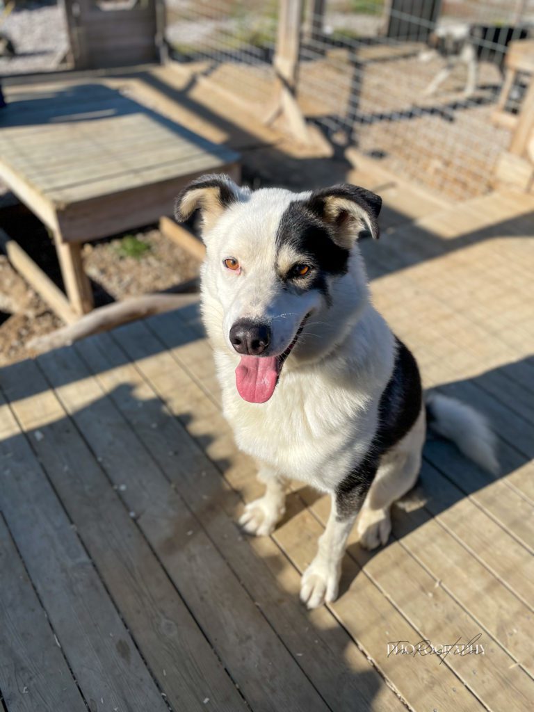 Geri, a sled dog at the Snøsnute kennel