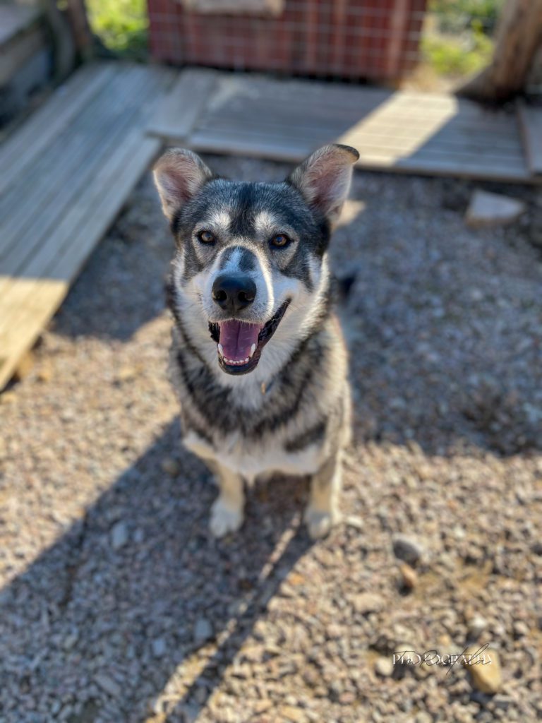 Gutten, a sled dog at the Snøsnute kennel