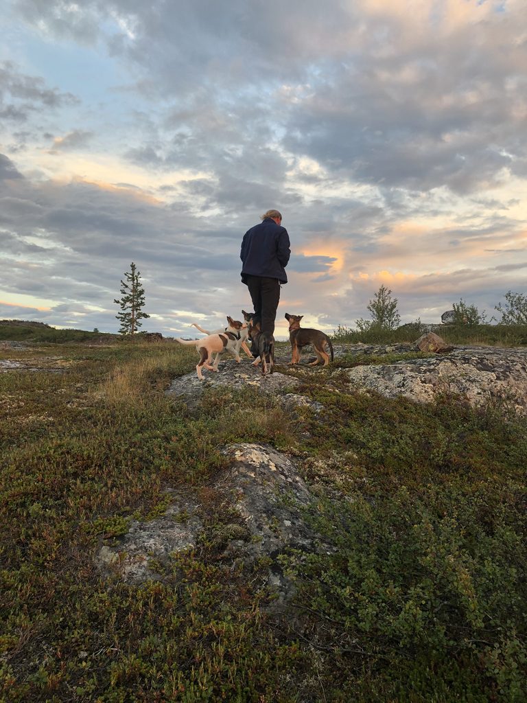 A musher standing on a rocky hilltop at dusk with two dogs, autumn tundra below