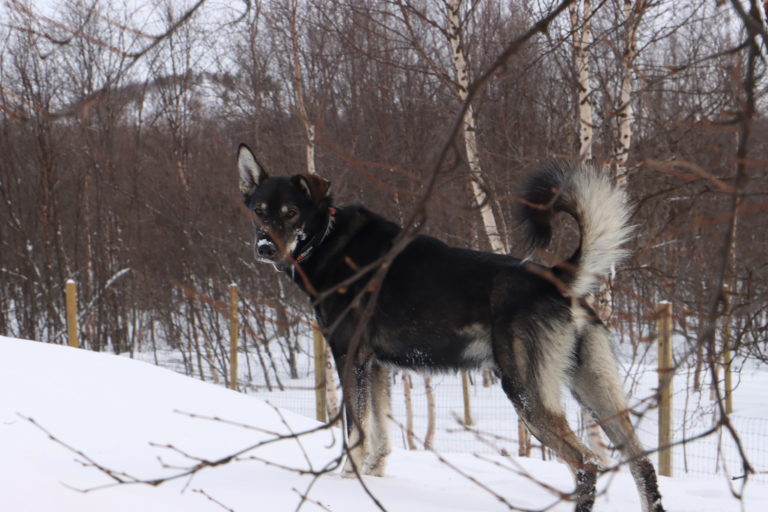 A harnessed sled dog standing in deep snow among bare birch trees