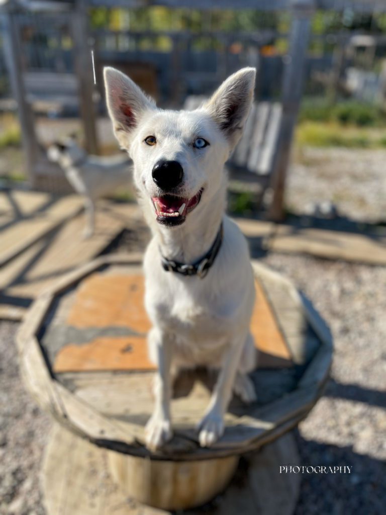 Lenna, a sled dog at the Snøsnute kennel