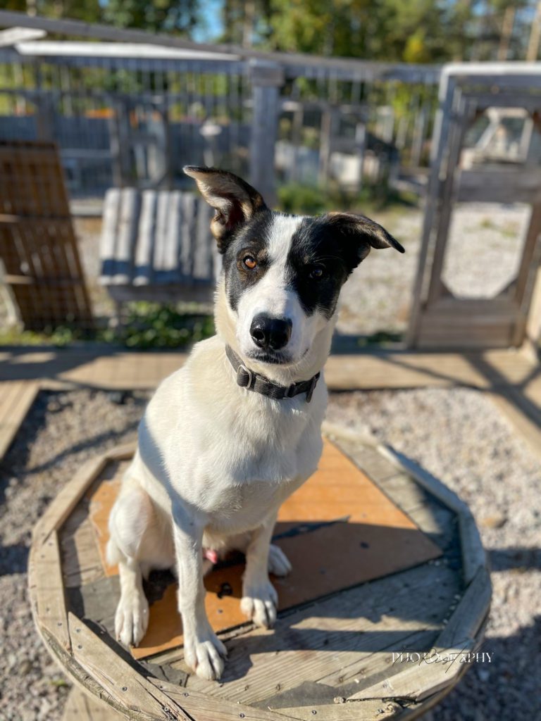 Leo, a sled dog at the Snøsnute kennel