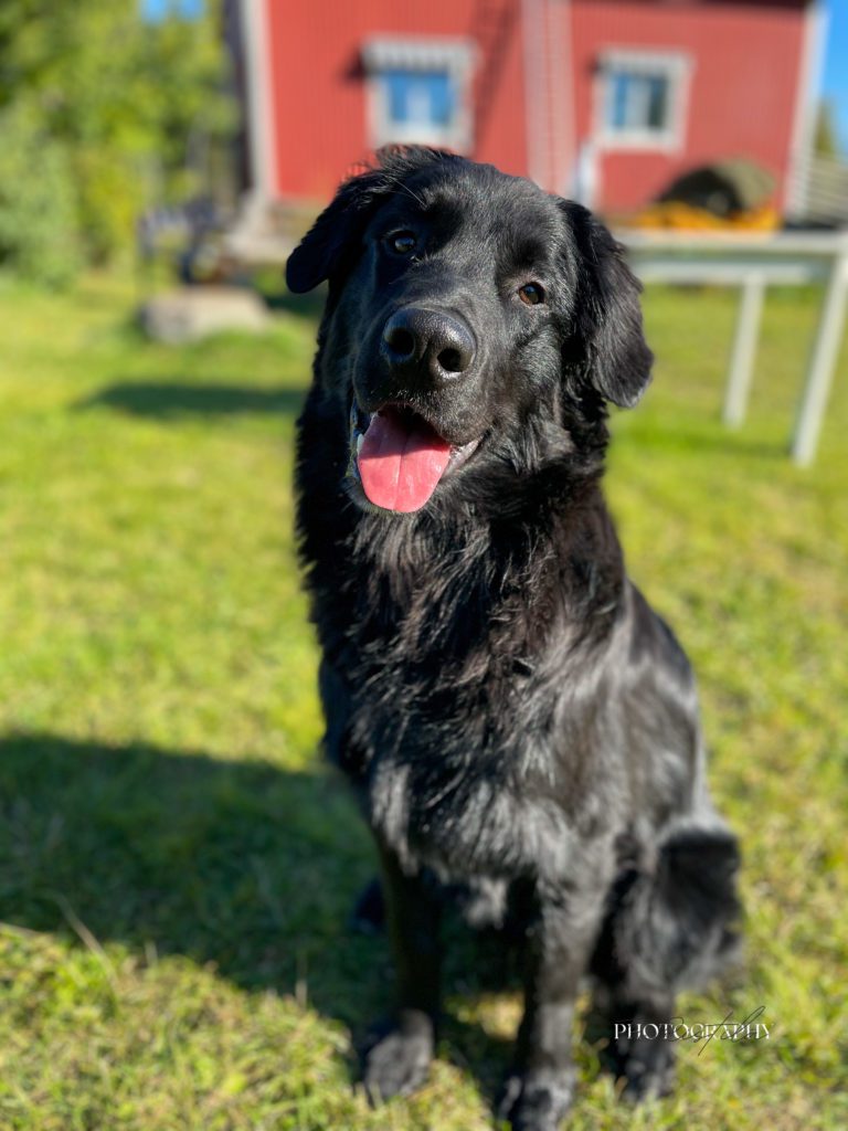 Loki, the kennel's golden retriever mix, sitting on the grass