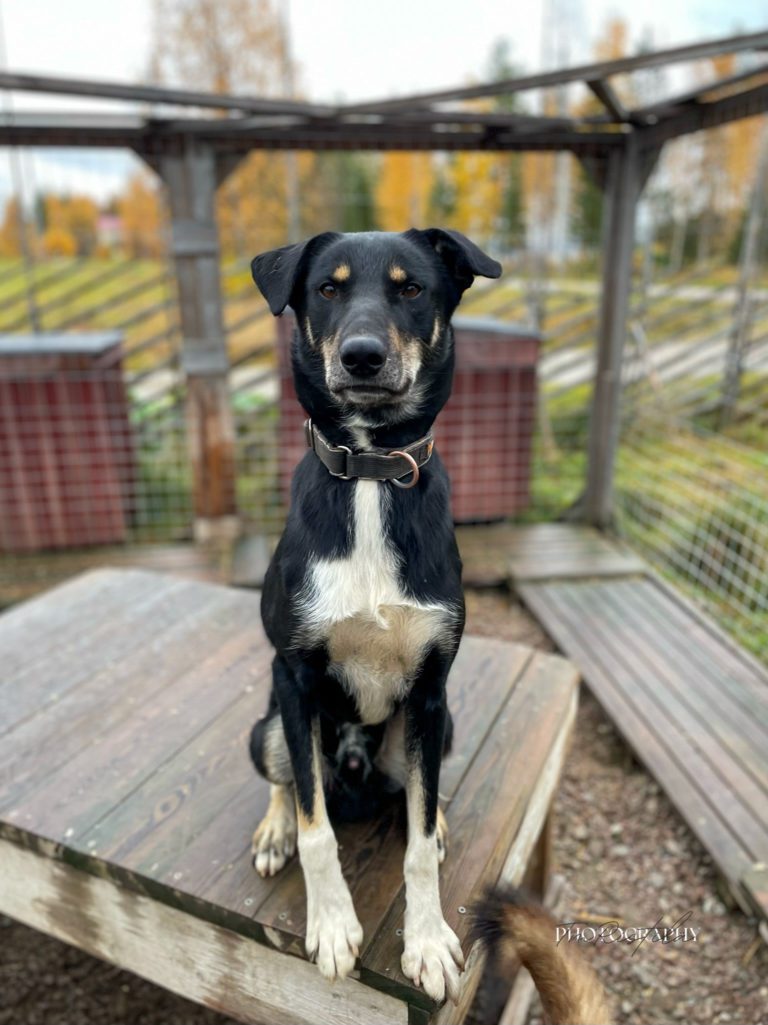 Mustang, a sled dog at the Snøsnute kennel