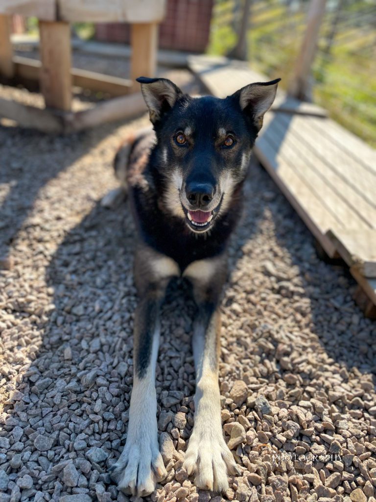 Myggen, a sled dog at the Snøsnute kennel