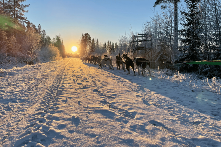 A dog team running along a snowy forest road at sunrise
