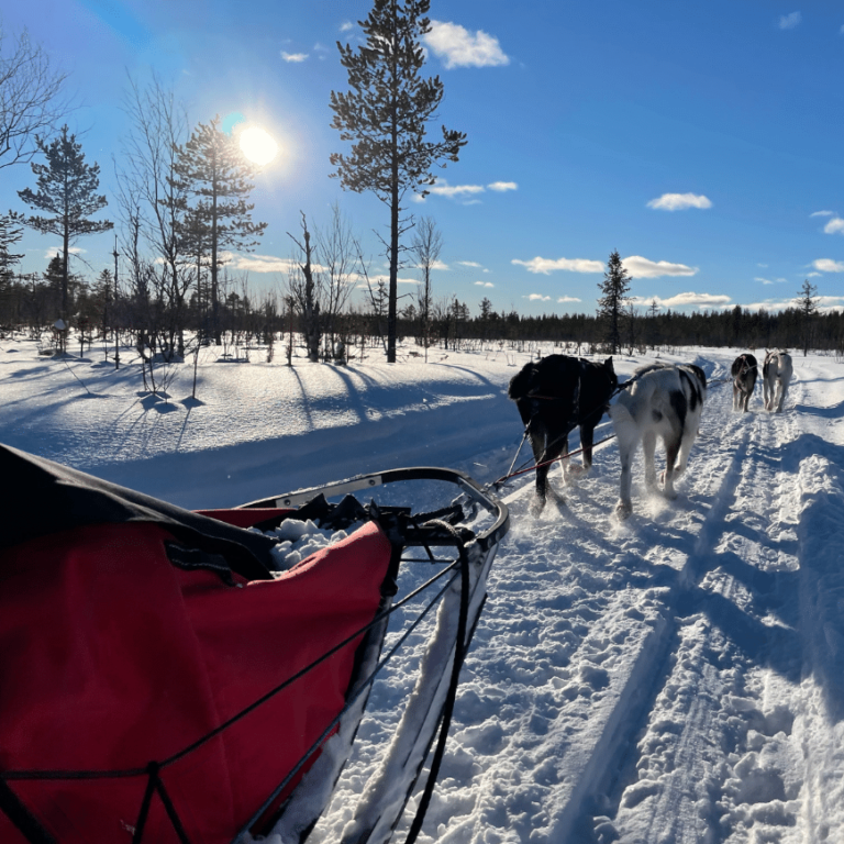 The view from the sled as a dog team runs towards the sun on a snowy trail