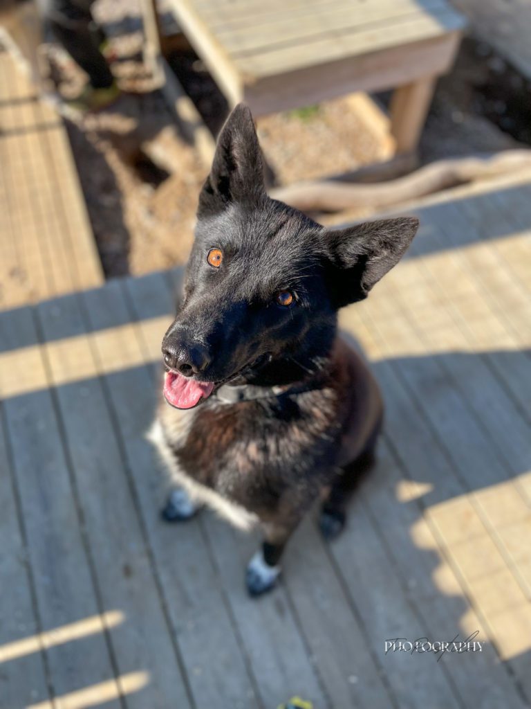 Panic, a sled dog at the Snøsnute kennel