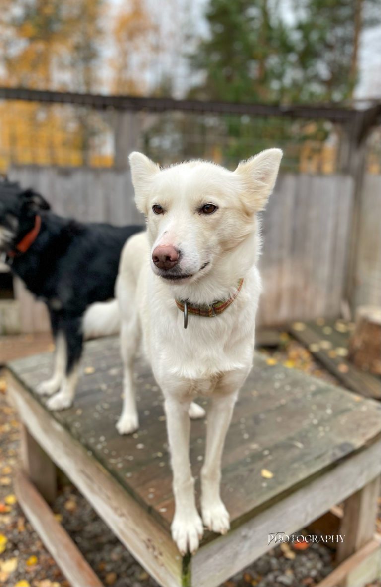 Poppy, a white sled dog at the Snøsnute kennel