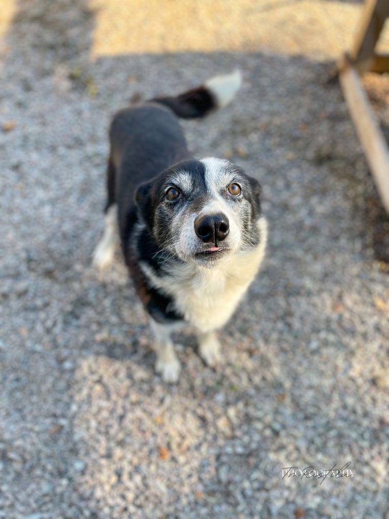 Saturn, a sled dog at the Snøsnute kennel