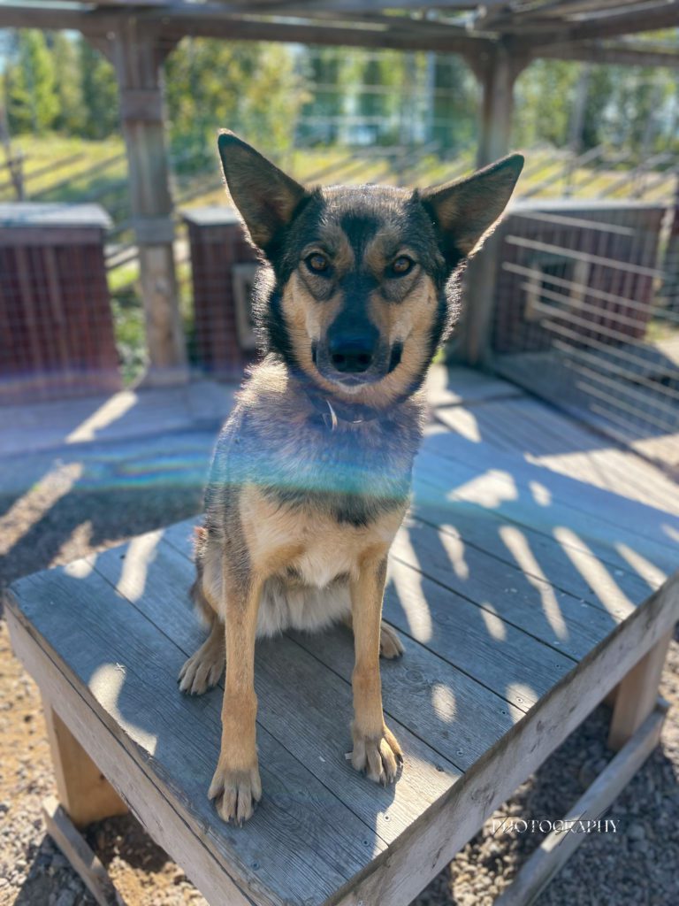 Sia, a sled dog at the Snøsnute kennel
