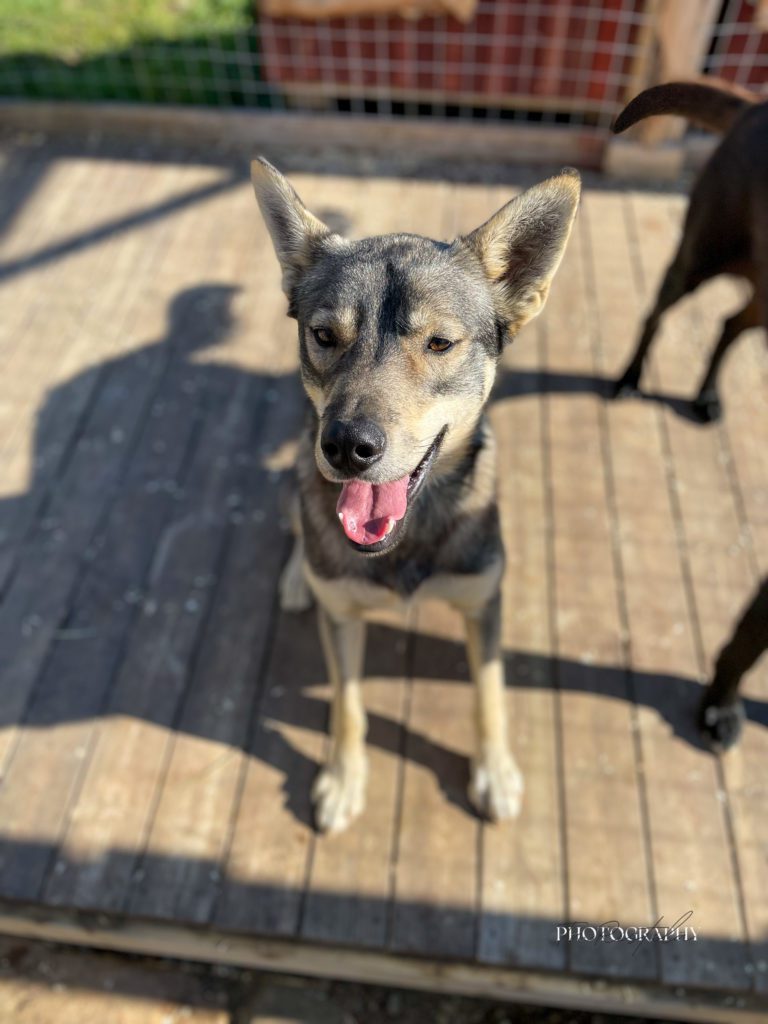 Sid, a sled dog at the Snøsnute kennel