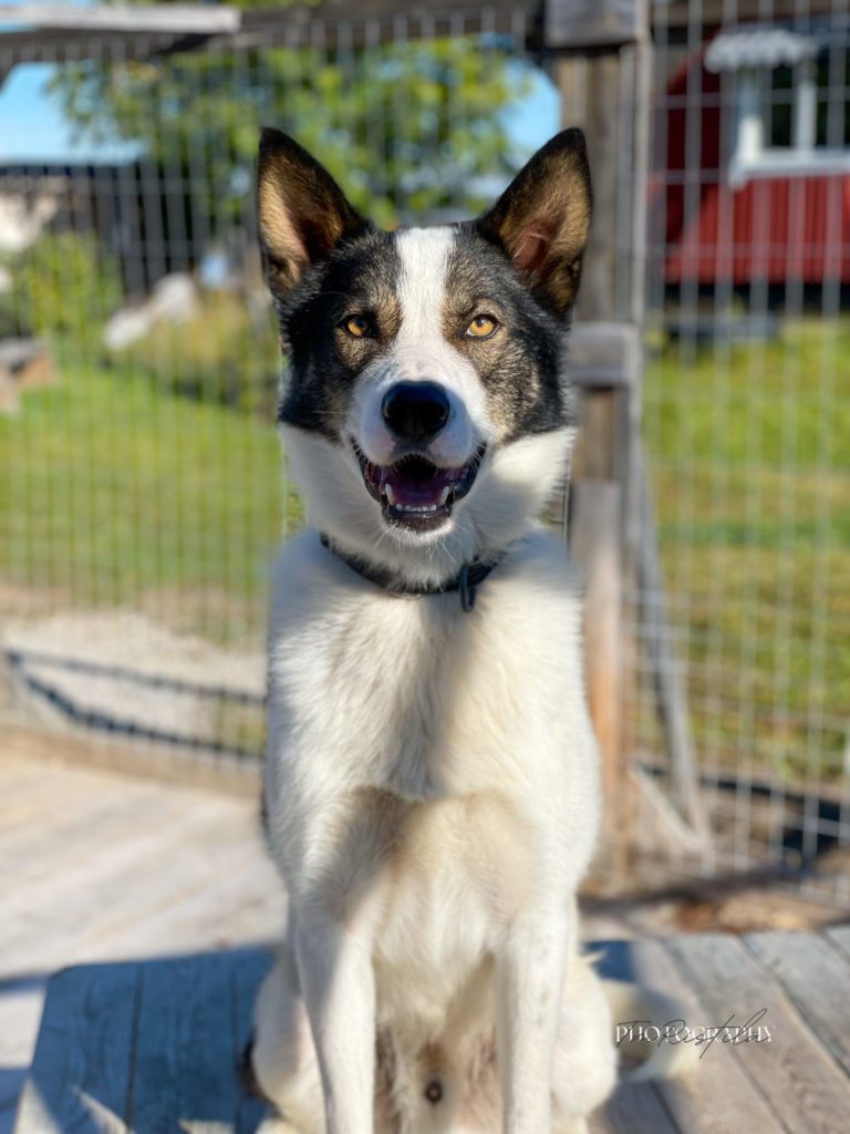 Sisu, a sled dog at the Snøsnute kennel
