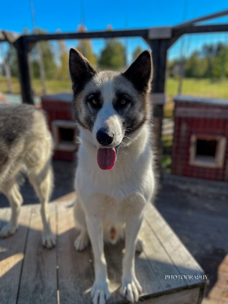 Slimak, a sled dog at the Snøsnute kennel