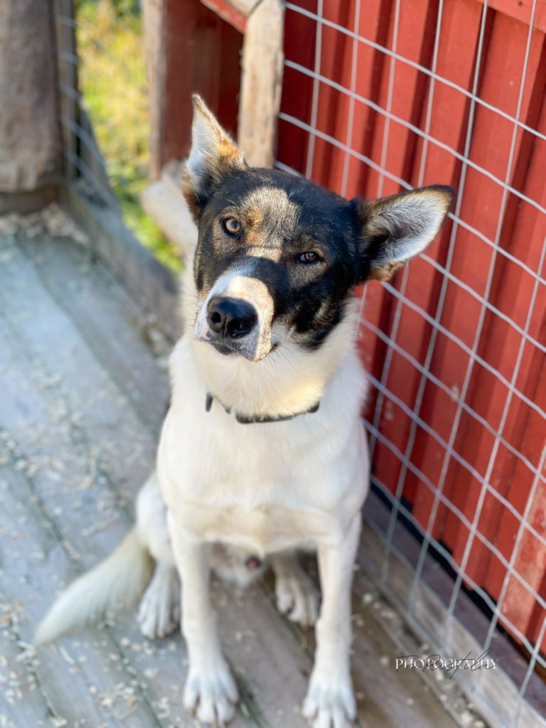 Sørlie, a sled dog at the Snøsnute kennel