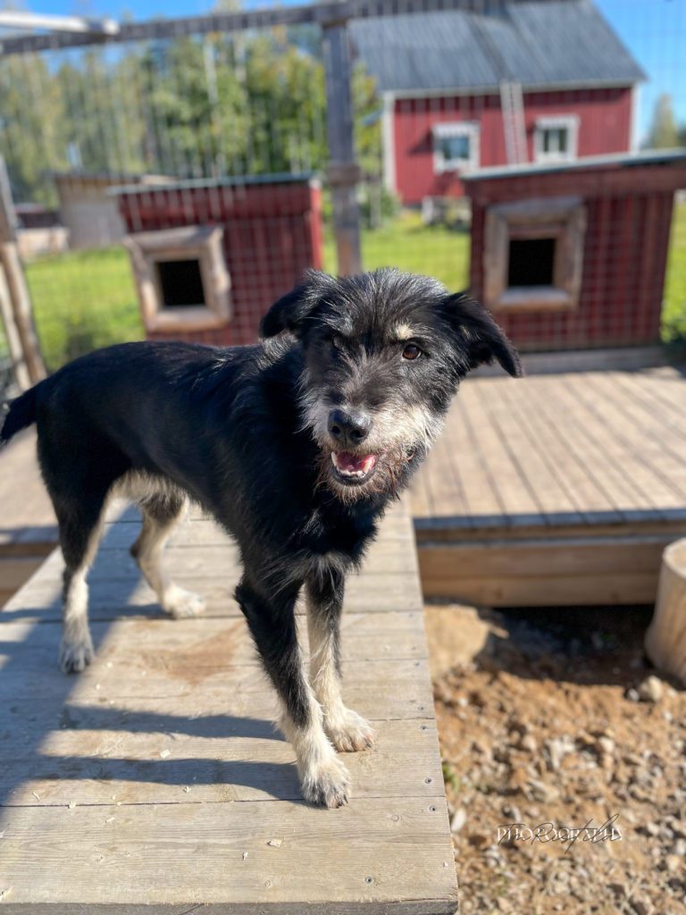 Stella, a sled dog at the Snøsnute kennel