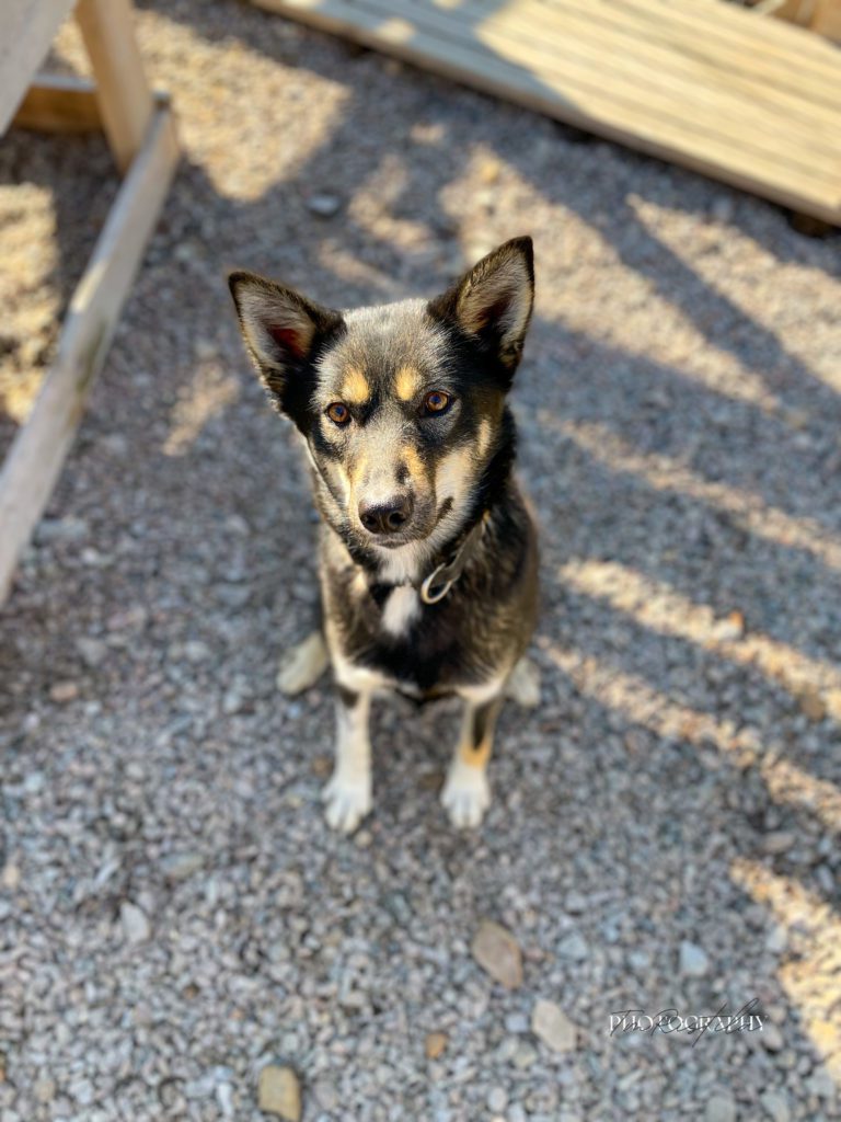 Susi, a sled dog at the Snøsnute kennel