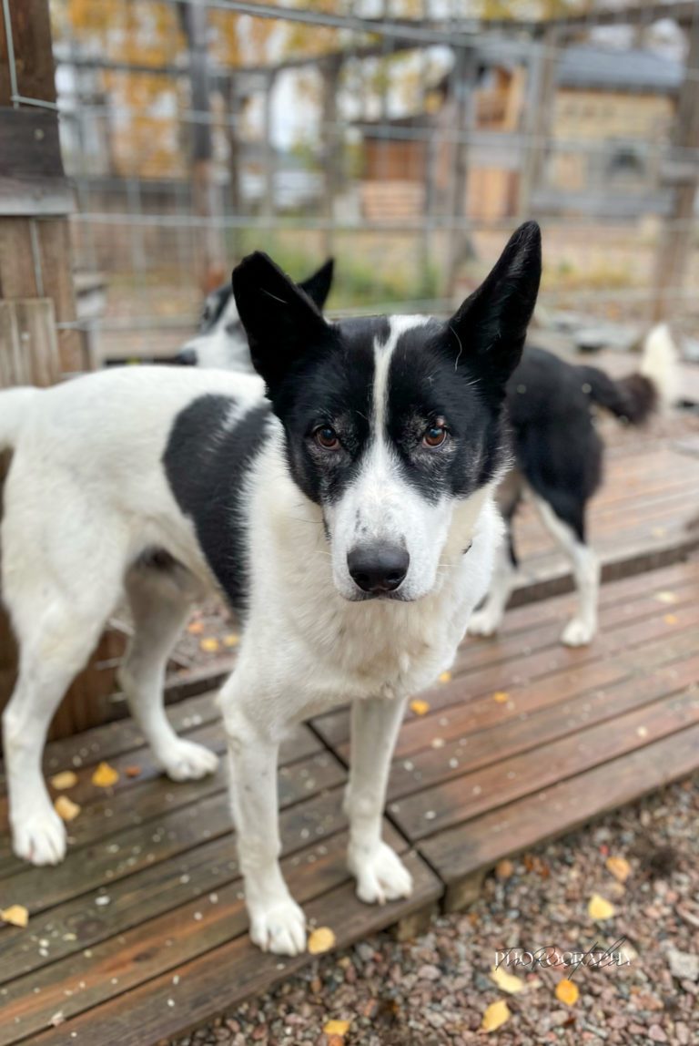 Tersk, standing beside another dog at the Snøsnute kennel