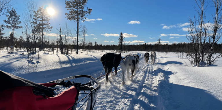 The view from the sled as a dog team runs along a snowy trail under a blue sky