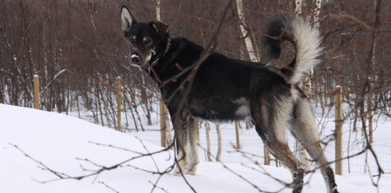A harnessed sled dog standing in snowy birch forest
