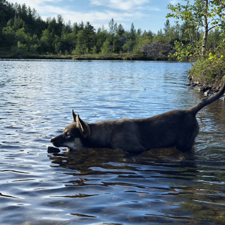 A sled dog wading through a lake on a summer evening