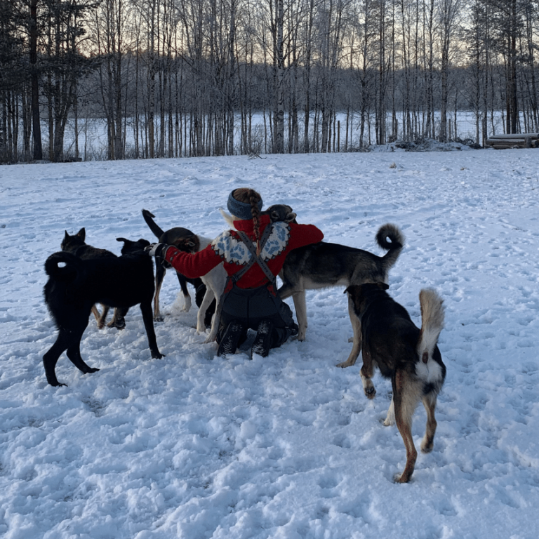 A musher in a red jacket kneeling in the snow, surrounded by loose dogs