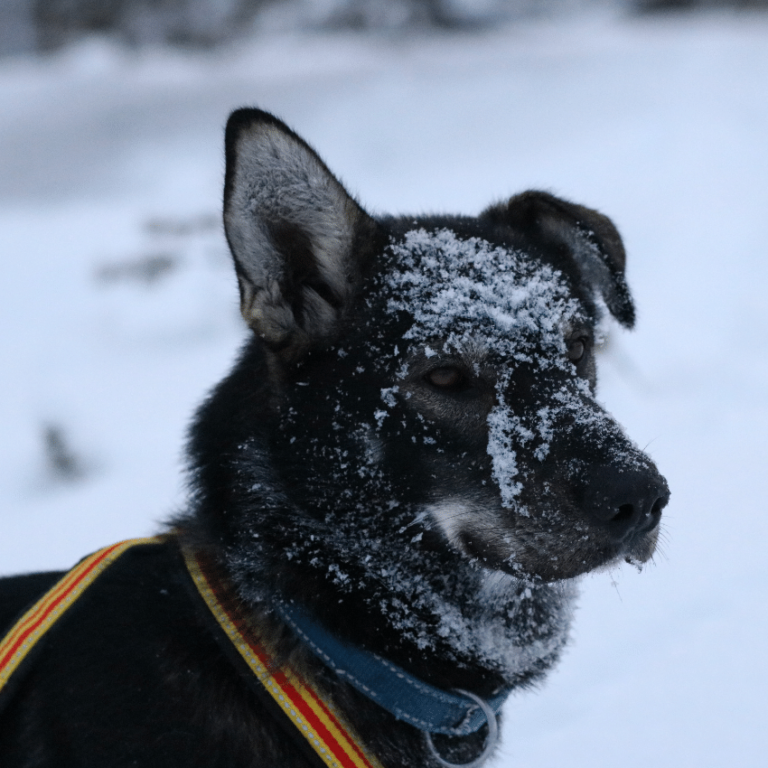 Close-up of a harnessed sled dog with snow on its muzzle