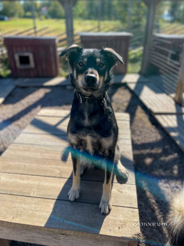 Indy, a sled dog at the Snøsnute kennel