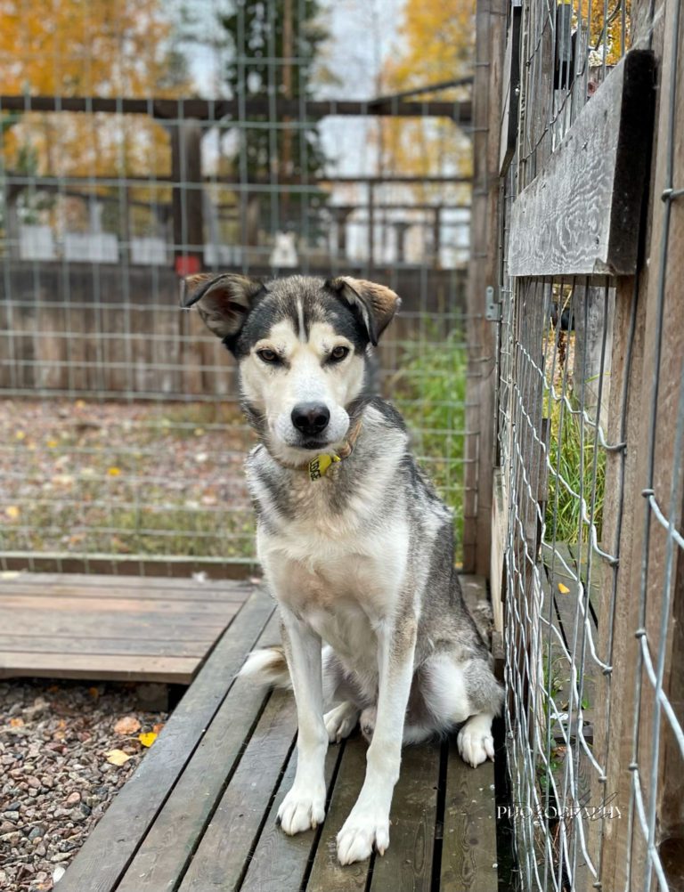 Ledge, a sled dog at the Snøsnute kennel