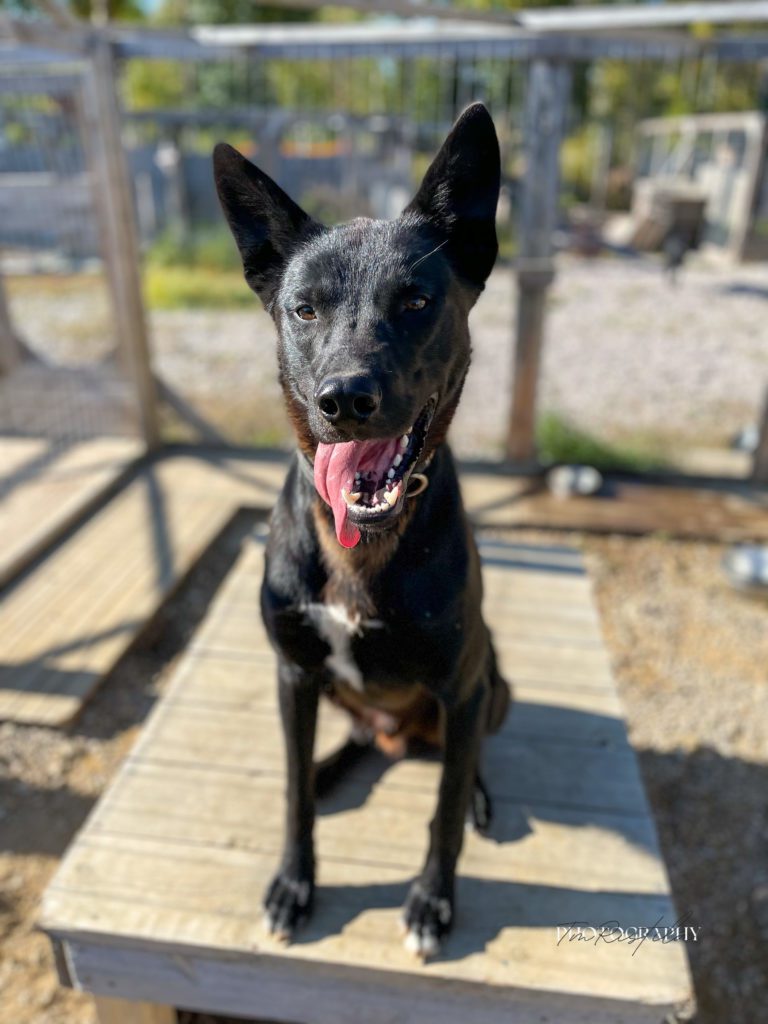 Manny, a sled dog at the Snøsnute kennel