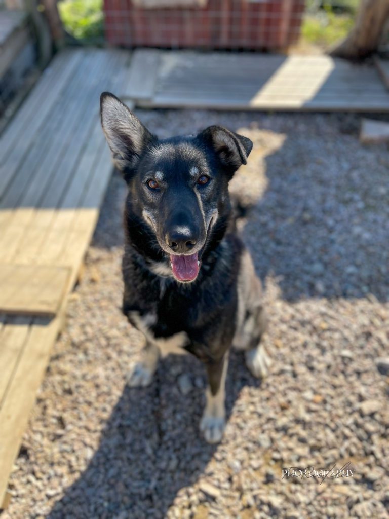 Wotan, the kennel's first Alaskan husky and lead dog