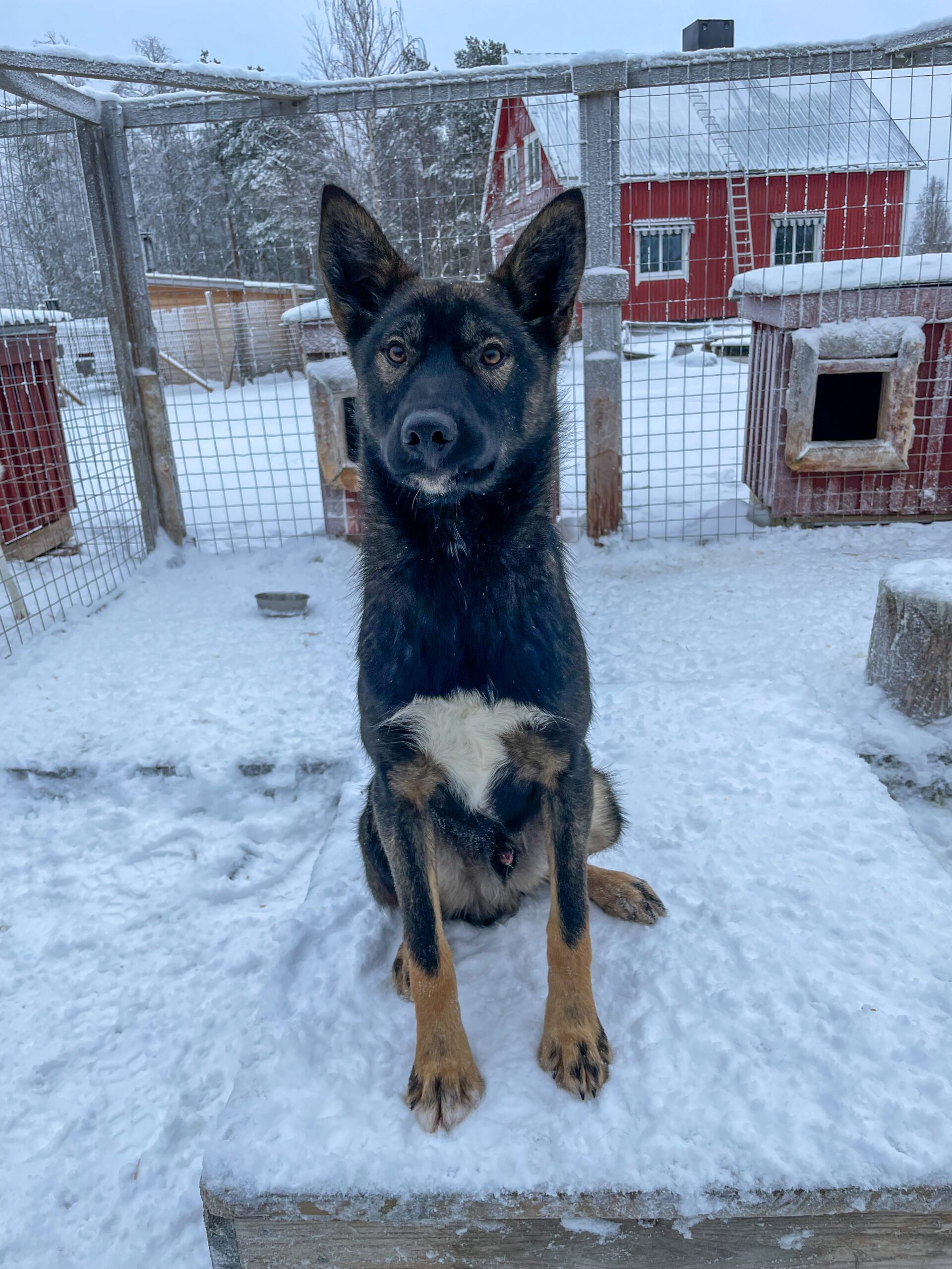 kaamos