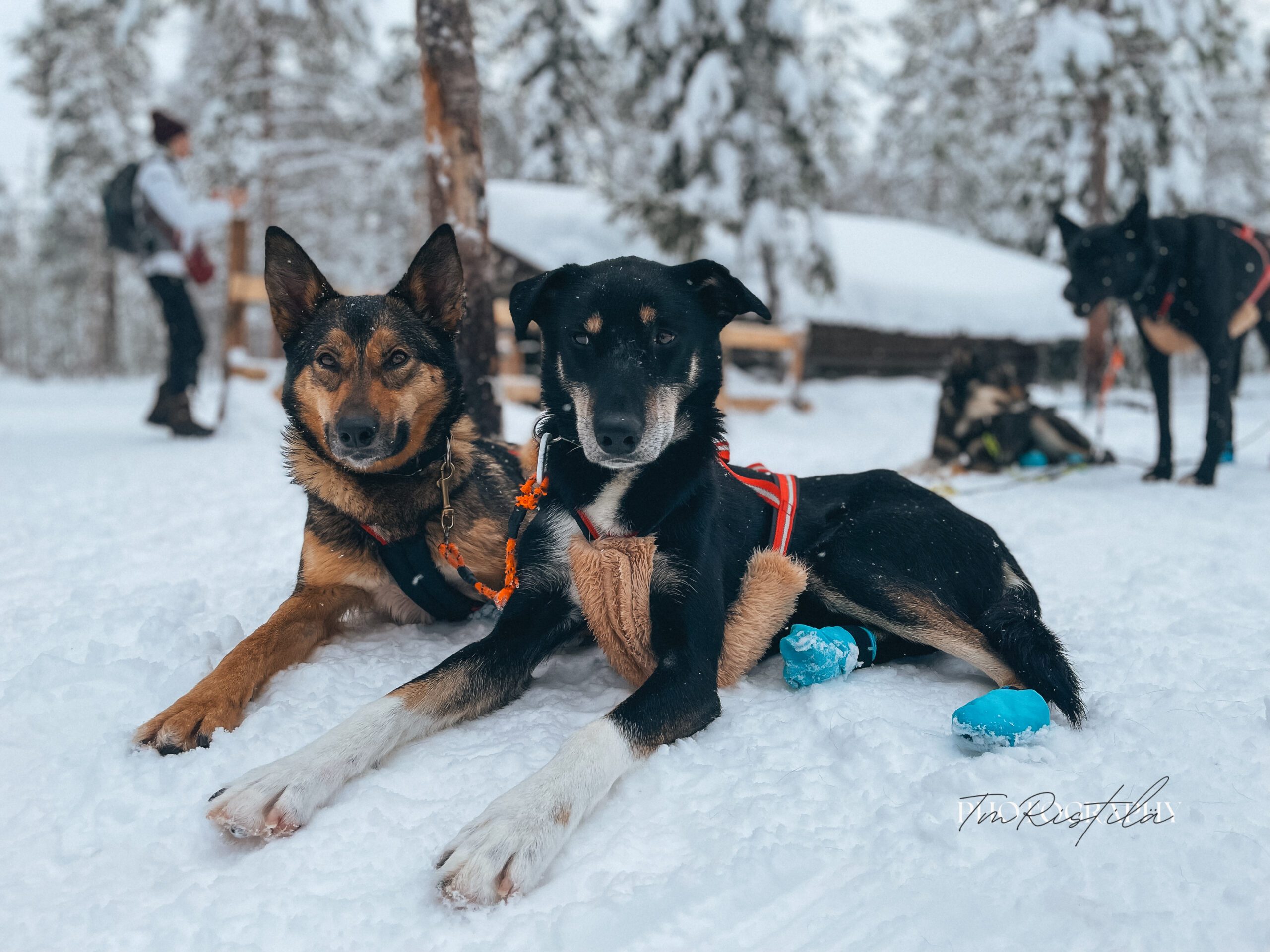Two Snøsnute sled dogs resting in the snow in front of a training team