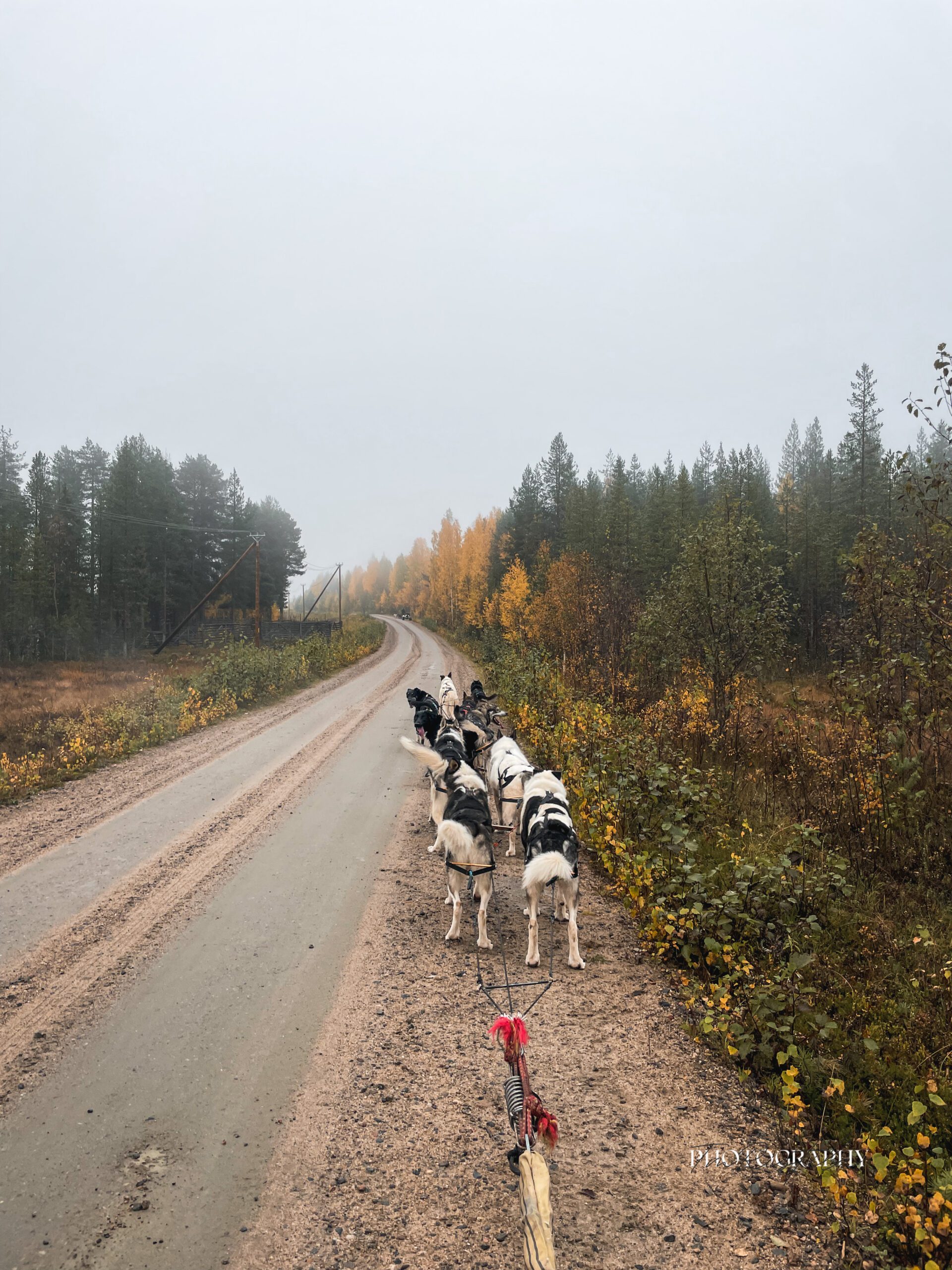 A Snøsnute dog team pulling along a gravel road between autumn forests